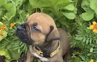 Crusader, a male Boerboel for sale in Navasota, TX – 3 of 9
