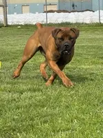 Crusader, a male Boerboel for sale in Navasota, TX – 7 of 9