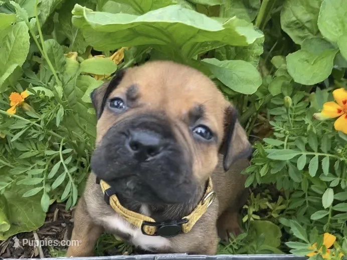 Crusader – Boerboel puppy for sale in Navasota, TX