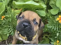 Crusader, a male Boerboel for sale in Navasota, TX – 1 of 9