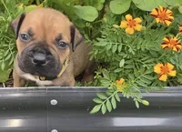 Crusader, a male Boerboel for sale in Navasota, TX – 2 of 9