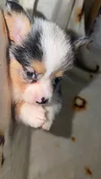 Kiwi, a female Cardigan Welsh Corgi and Pembroke Welsh Corgi for sale in Neosho, MO – 2 of 4