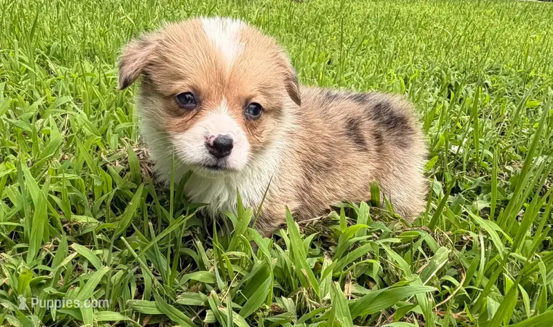 Nugget – Cardigan Welsh Corgi, Pembroke Welsh Corgi puppy for sale in Neosho, MO