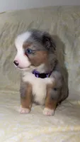 Blair , a male Toy Australian Shepherd for sale in Neosho, MO – 6 of 9