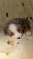 Blair , a male Toy Australian Shepherd for sale in Neosho, MO – 4 of 10