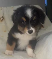 Chandler, a male Toy Australian Shepherd for sale in Neosho, MO – 4 of 8