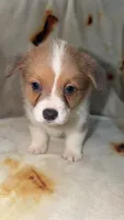 Honeybun, a female Cardigan Welsh Corgi and Pembroke Welsh Corgi for sale in Neosho, MO – 4 of 10