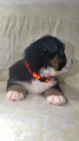 CJ, a male Toy Australian Shepherd for sale in Neosho, MO – 2 of 8