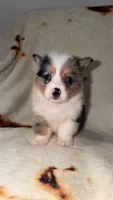 Kiwi, a female Cardigan Welsh Corgi and Pembroke Welsh Corgi for sale in Neosho, MO – 3 of 4