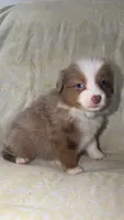 Boots, a male Toy Australian Shepherd for sale in Neosho, MO – 3 of 10