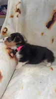 Coco, a female Cardigan Welsh Corgi and Pembroke Welsh Corgi for sale in Neosho, MO – 3 of 5
