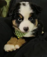 CJ, a male Toy Australian Shepherd for sale in Neosho, MO – 4 of 6