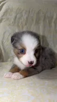Blair , a male Toy Australian Shepherd for sale in Neosho, MO – 9 of 9