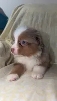 Boots, a male Toy Australian Shepherd for sale in Neosho, MO – 7 of 10