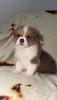 Honeybun, a female Cardigan Welsh Corgi and Pembroke Welsh Corgi for sale in Neosho, MO – 10 of 10