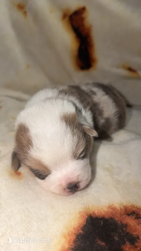 Waffle – Cardigan Welsh Corgi, Pembroke Welsh Corgi puppy for sale in Neosho, MO