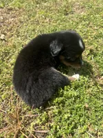 Bones, a male Miniature Australian Shepherd for sale in Neosho, MO – Photo 6 of 6