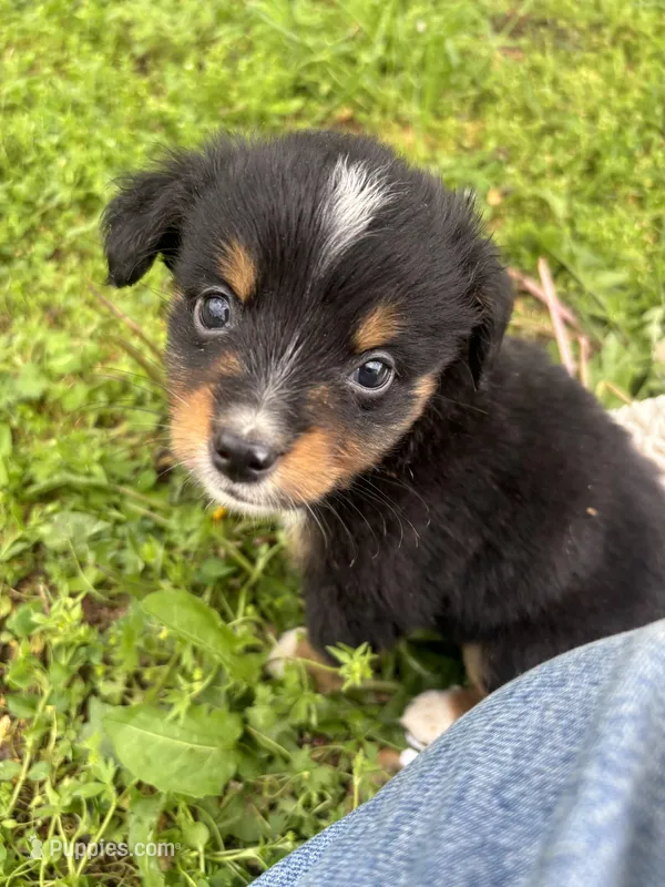 Bones – Miniature Australian Shepherd puppy for sale in Neosho, MO
