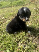 Bones, a male Miniature Australian Shepherd for sale in Neosho, MO – Photo 5 of 6