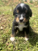 Bones, a male Miniature Australian Shepherd for sale in Neosho, MO – Photo 2 of 6