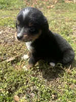 Bones, a male Miniature Australian Shepherd for sale in Neosho, MO – Photo 3 of 6