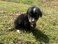 Bones, a male Miniature Australian Shepherd for sale in Neosho, MO – Photo 4 of 6