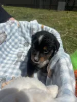 Bones, a male Miniature Australian Shepherd for sale in Neosho, MO – Photo 1 of 6