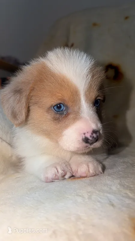 Biscuit  – Cardigan Welsh Corgi, Pembroke Welsh Corgi puppy for sale in Neosho, MO