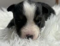 Monica, a female Toy Australian Shepherd for sale in Neosho, MO – Photo 4 of 4