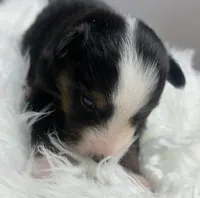 Monica, a female Toy Australian Shepherd for sale in Neosho, MO – Photo 2 of 4