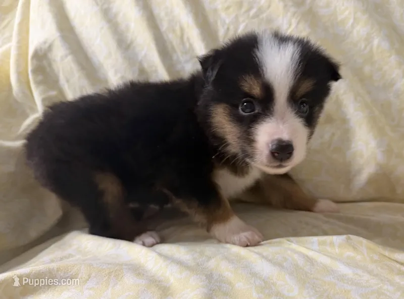Monica – Toy Australian Shepherd puppy for sale in Neosho, MO