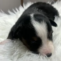 Monica, a female Toy Australian Shepherd for sale in Neosho, MO – Photo 3 of 4