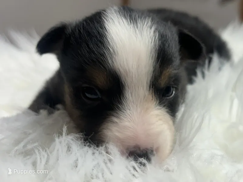 Monica – Toy Australian Shepherd puppy for sale in Neosho, MO