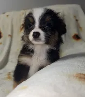 Rachel, a female Toy Australian Shepherd for sale in Neosho, MO – 2 of 5