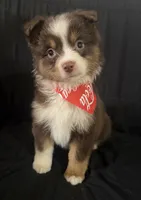 Boog, a male Toy Australian Shepherd for sale in Neosho, MO – 6 of 7