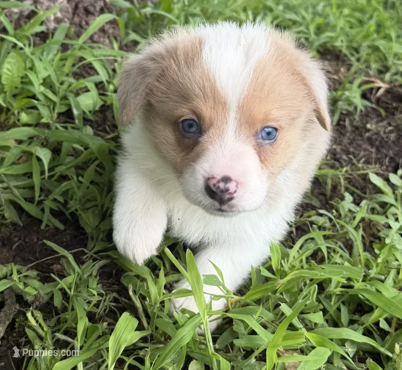 Biscuit  – Cardigan Welsh Corgi, Pembroke Welsh Corgi puppy for sale in Neosho, MO