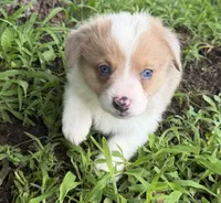 Biscuit , a male Cardigan Welsh Corgi and Pembroke Welsh Corgi for sale in Neosho, MO – 6 of 10