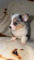 Kiwi, a female Cardigan Welsh Corgi and Pembroke Welsh Corgi for sale in Neosho, MO – 4 of 4