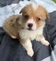 Nugget, a female Cardigan Welsh Corgi and Pembroke Welsh Corgi for sale in Neosho, MO – 5 of 10