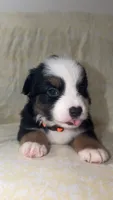 CJ, a male Toy Australian Shepherd for sale in Neosho, MO – 4 of 8