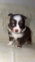 Boog, a male Toy Australian Shepherd for sale in Neosho, MO – 7 of 7