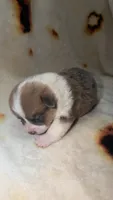 Honeybun, a female Cardigan Welsh Corgi and Pembroke Welsh Corgi for sale in Neosho, MO – 2 of 3