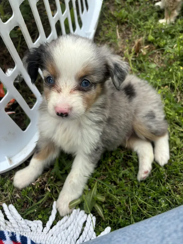 Cash  – Miniature Australian Shepherd puppy for sale in Neosho, MO