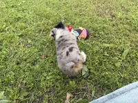 Cash , a male Miniature Australian Shepherd for sale in Neosho, MO – 5 of 9