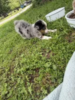 Cash , a male Miniature Australian Shepherd for sale in Neosho, MO – 7 of 9