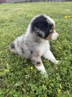 Cash , a male Miniature Australian Shepherd for sale in Neosho, MO – 3 of 9