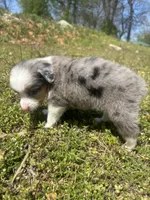 Cash , a male Miniature Australian Shepherd for sale in Neosho, MO – Photo 6 of 6
