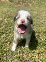 Cash , a male Miniature Australian Shepherd for sale in Neosho, MO – Photo 1 of 6
