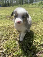 Cash , a male Miniature Australian Shepherd for sale in Neosho, MO – Photo 3 of 6