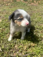 Cash , a male Miniature Australian Shepherd for sale in Neosho, MO – Photo 2 of 6